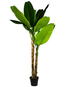 Large Ornamental Banana Tree with two trunks in Black Pot