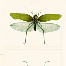 Load image into Gallery viewer, Mind The Gap Wallpaper Entomology Green WP20234
