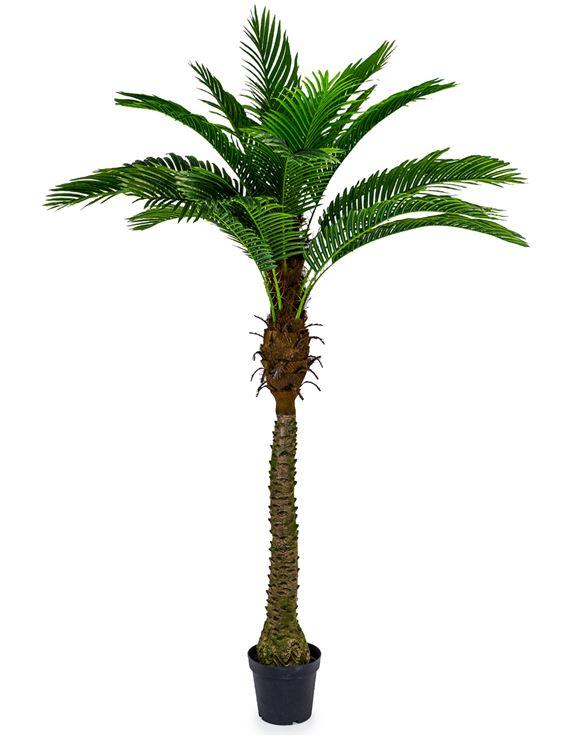 Extra Large Potted Palm Tree